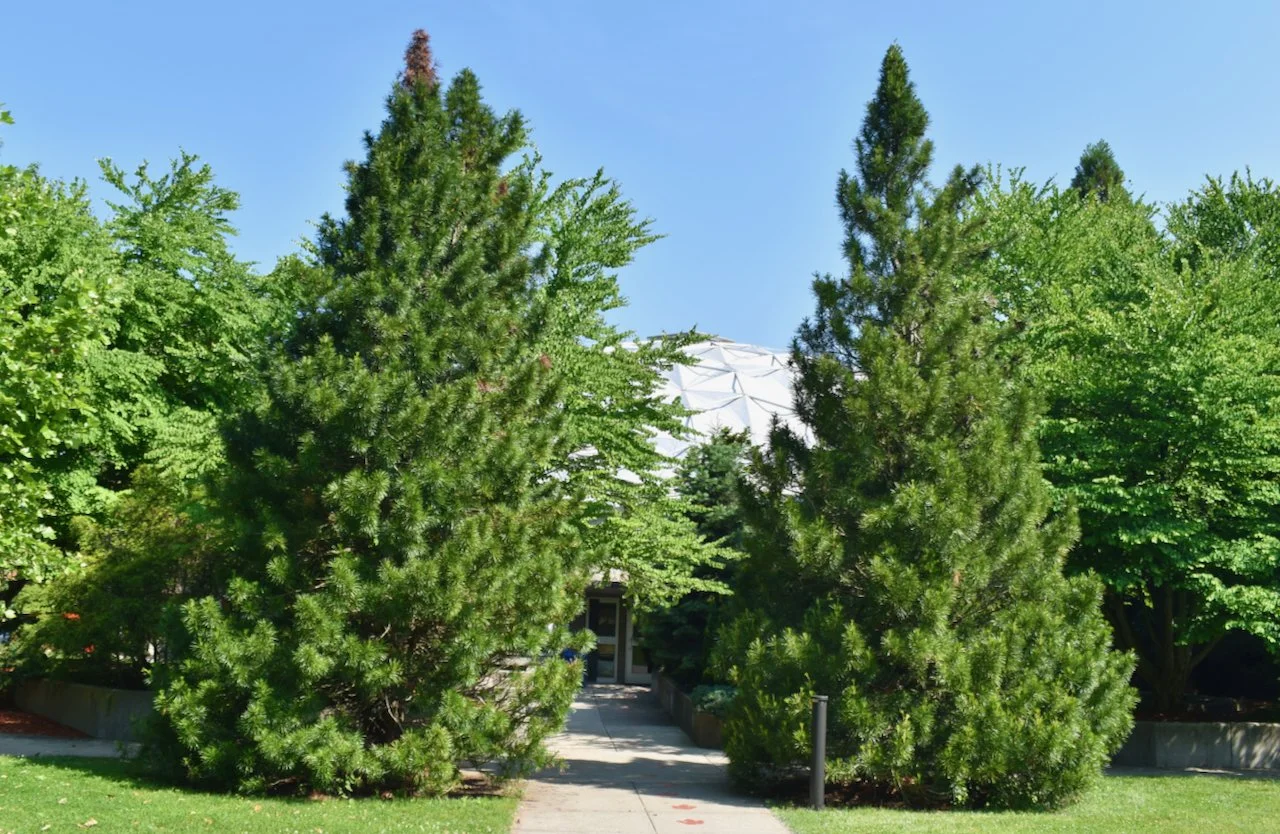 貝殻 Coluzea Juliae 貝殻 Coluzea Juliae